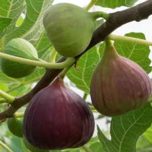 Fignominal Fig Tree Plant - Ficus Carica Chicago Hardy - 4 to 6 Inch Live Plant - Patio and Garden Tree