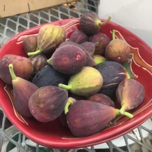 Fignominal Fig Tree Plant - Ficus Carica Chicago Hardy - 4 to 6 Inch Live Plant - Patio and Garden Tree