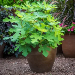 Fignominal Fig Tree Plant - Ficus Carica Chicago Hardy - 4 to 6 Inch Live Plant - Patio and Garden Tree