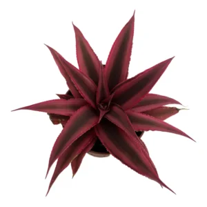Fire Mystic Red Earth Star Plant 2.5