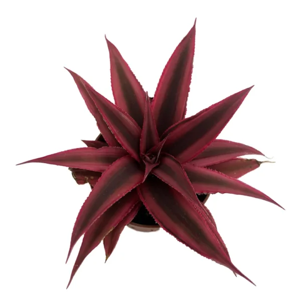 Fire Mystic Red Earth Star Plant 2.5" Pot Easy Care Cryptanthus