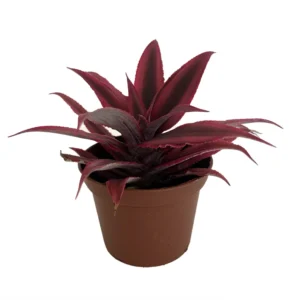 Fire Mystic Red Earth Star Plant 2.5
