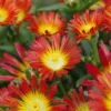 Fire Wonder Ice Plant Perennial Live Plant Qt Pot - Delosperma