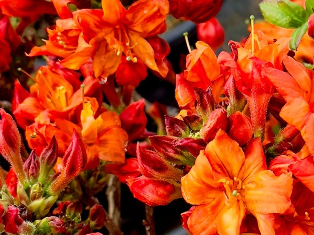 Fireball Azalea: A Bold Burst of Orange
