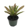 Fireball Vase Plant - 4 Inch Potted Neoregelia Bromeliad Houseplant