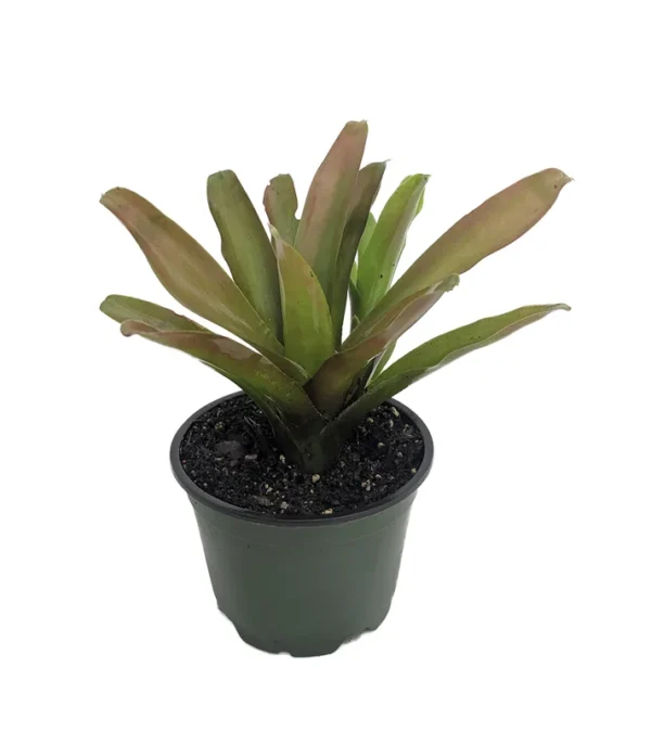 Fireball Vase Plant - 4 Inch Potted Neoregelia Bromeliad Houseplant