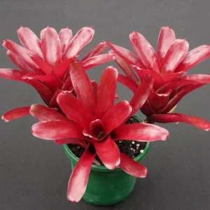 Fireball Vase Plant - 4 Inch Potted Neoregelia Bromeliad Houseplant