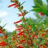 Firecracker Plant Cuphea Ignea David Verity - Healthy Starter Plant - Red Orange Blooms
