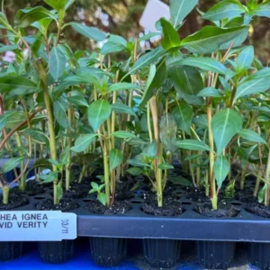 Firecracker Plant Cuphea Ignea David Verity - Healthy Starter Plant - Red Orange Blooms