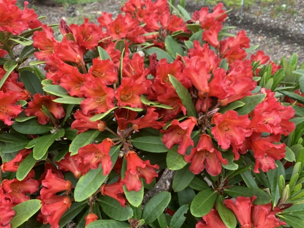 Firestorm Azalea: Stunning Red Blooms, Azalea varieties for spring bloom