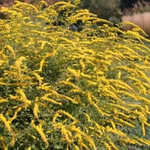 Fireworks Goldenrod Plant - Solidago Rugosa - Gallon Pot - Yellow Flowers