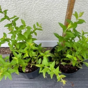 Fireworks Goldenrod Plant - Solidago Rugosa - Gallon Pot - Yellow Flowers