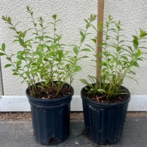 Fireworks Goldenrod Plant - Solidago Rugosa - Gallon Pot - Yellow Flowers