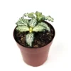 Fittonia Nerve Plant White Tiger Live Potted House Plant 2.5" Air Purifying