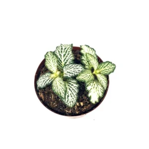 Fittonia Nerve Plant White Tiger Live Potted House Plant 2.5" Air Purifying