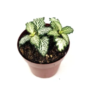 Fittonia Nerve Plant White Tiger Live Potted House Plant 2.5