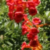 Flamenco Trumpet Vine - Campsis Climbing Vine - 2.5 inch Pot - Hummingbird Attractor