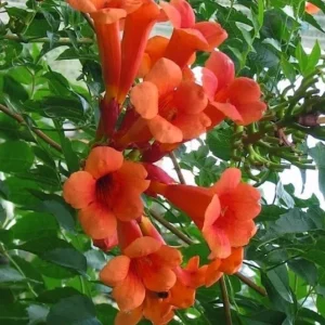 Flamenco Trumpet Vine - Campsis Climbing Vine - 2.5 inch Pot - Hummingbird Attractor