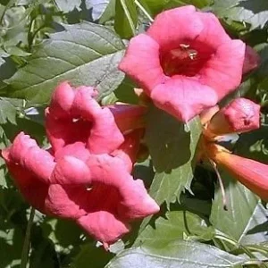 Flamenco Trumpet Vine - Campsis Climbing Vine - 2.5 inch Pot - Hummingbird Attractor