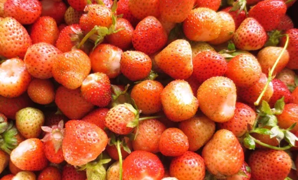 Flamingo Pink Strawberry Plants Unique Pink Berries