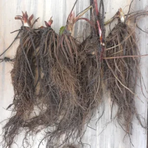 Flamingo Pink Strawberry Plants Unique Pink Berries