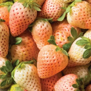 Flamingo Pink Strawberry Plants Unique Pink Berries