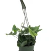 Floating Heart Fern - Hemionitis arifolia - 6" Hanging Basket Easy to Grow Houseplant