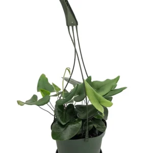 Floating Heart Fern - Hemionitis arifolia - 6