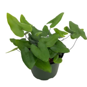 Floating Heart Fern - Hemionitis arifolia - 6