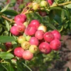 Florida Rose Rabbiteye Blueberry Highbush Starter Plant - Fruit Plant Perennial