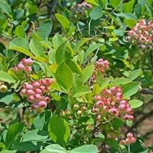 Florida Rose Rabbiteye Blueberry Highbush Starter Plant - Fruit Plant Perennial