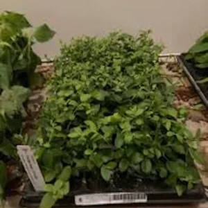 Florida Rose Rabbiteye Blueberry Highbush Starter Plant - Fruit Plant Perennial