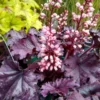 Forever Purple Coral Bells Heuchera Shade Perennial - 4 Inch Pot
