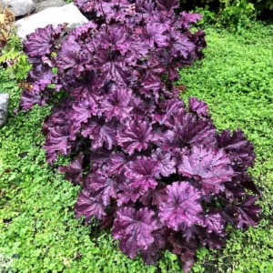 Forever Purple Coral Bells Heuchera Shade Perennial - 4 Inch Pot