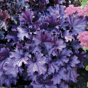 Forever Purple Coral Bells Heuchera Shade Perennial - 4 Inch Pot