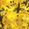 Forsythia Lynwood Gold Plant - Golden Bells Shrub 4" Pot