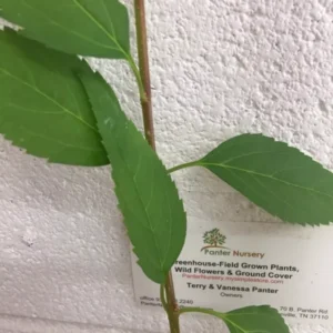 Forsythia Lynwood Gold Plant - Golden Bells Shrub 4