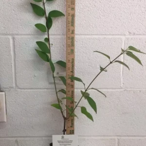 Forsythia Lynwood Gold Plant - Golden Bells Shrub 4