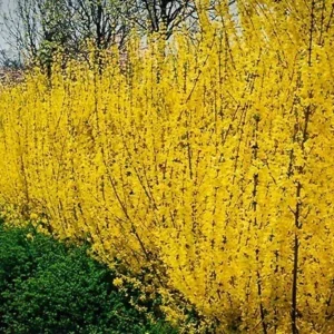 Forsythia Lynwood Gold Plant - Golden Bells Shrub 4