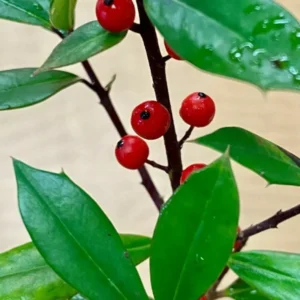 Foster Holly Plant 6-12 Inch Tall Live Plant in Quart Pot Evergreen Shrub