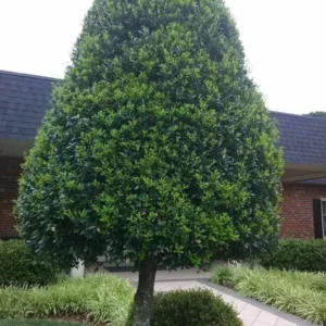 Foster Holly Plant 6-12 Inch Tall Live Plant in Quart Pot Evergreen Shrub