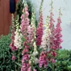 Foxy Foxglove Mix Perennial Plant 4" Pot - Digitalis Flower Garden