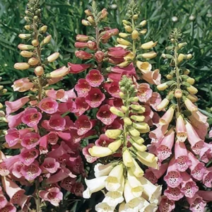 Foxy Foxglove Mix Perennial Plant 4" Pot - Digitalis Flower Garden