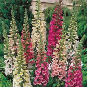 Foxy Foxglove Mix Perennial Plant 4