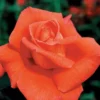 Fragrant Cloud Rose Live Plant - Hybrid Tea, 4 to 6 ft - Coral-Orange - Outdoor