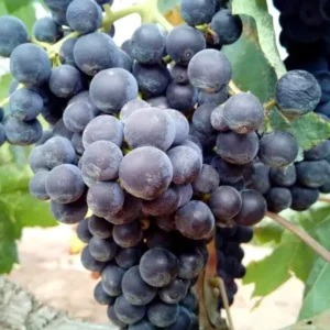 Fredonia Black Grape Plant - Sweet Grapevine Vitis Labrusca - Live Starter Plant