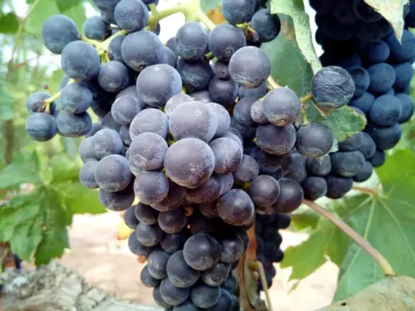 Fredonia Black Grape Plant - Sweet Grapevine Vitis Labrusca - Live Starter Plant