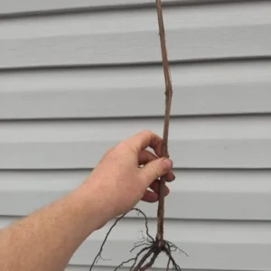 Fredonia Black Grape Plant - Sweet Grapevine Vitis Labrusca - Live Starter Plant