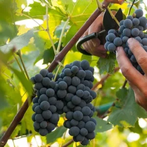 Fredonia Black Grape Plant - Sweet Grapevine Vitis Labrusca - Live Starter Plant