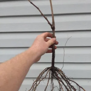 Fredonia Black Grape Plant - Sweet Grapevine Vitis Labrusca - Live Starter Plant